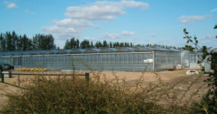 Alpha Plants - Nursery View